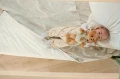 Zapf Maskotka Miś Teddy Baby Born 26 cm
