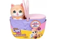 Cobi Maskotka interaktywna Little Live Pets - Kocia Mama w koszyku